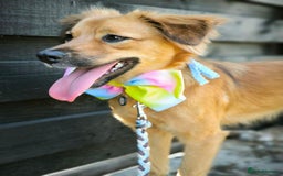 Mixed Breed dogs for adoption: 🐶💖 MIAH 💖🐶 - Image 29