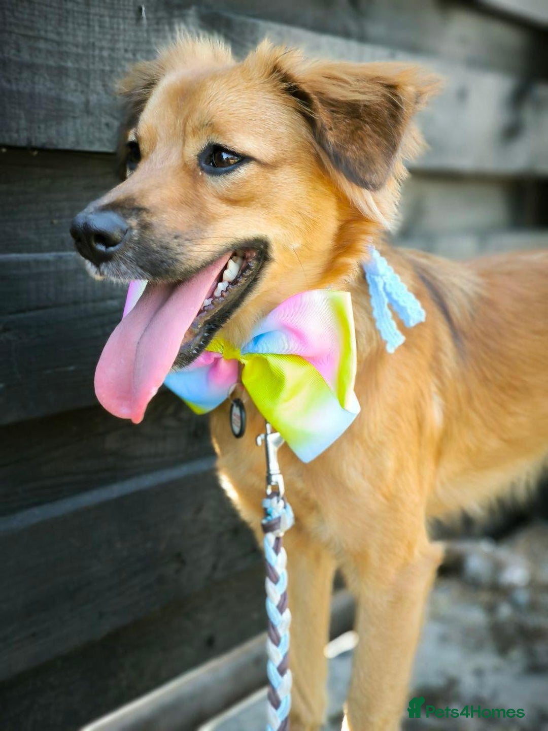 Mixed Breed dogs for adoption: 🐶💖 MIAH 💖🐶 - Image 29