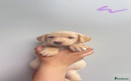 Labrador Retriever dogs for sale: Labrador retriever pups KC Registered - Image 12