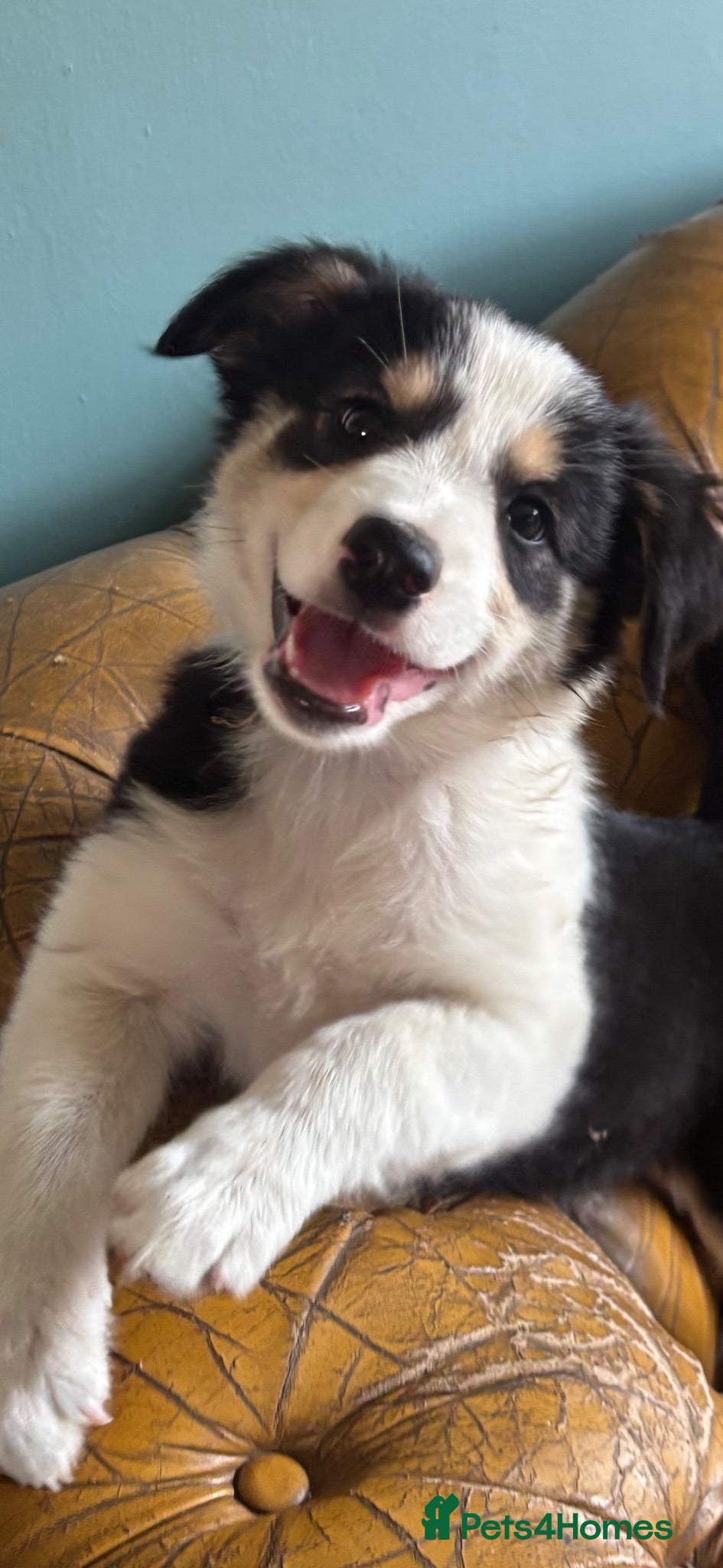 Mixed Breed dogs 2 Border collie  boy pups left!  - Advert 2
