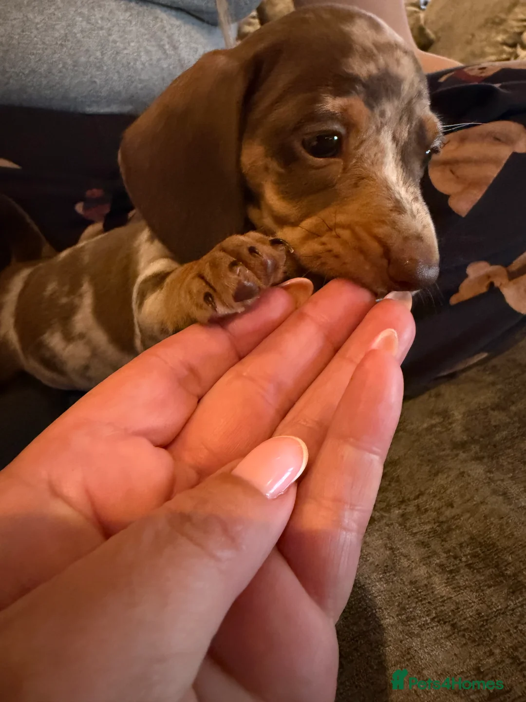 Miniature Dachshund dogs for sale: Miniature dachshunds  - Advert 2