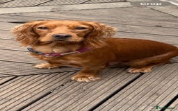 Cocker Spaniel dogs for sale: KC REG WORKING COCKER SPANIEL  - Image 1