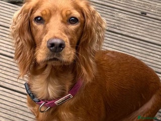 Cocker Spaniel dogs - Advert 1