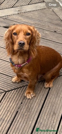 Cocker Spaniel dogs - Advert 1