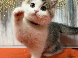 British Shorthair cats British shorthair golden tricolour TICA - Advert 2