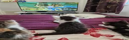 Mixed Breed cats for sale: 4 gorgeous kitten looking for their forever home - Advert 15