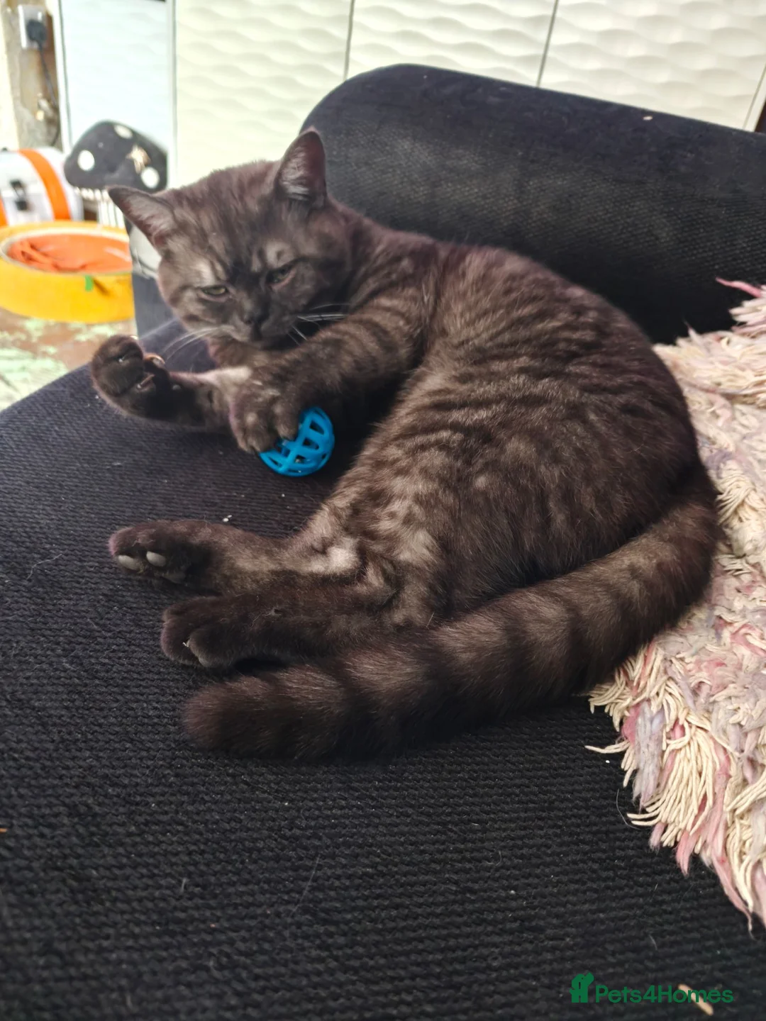 British Shorthair cats for sale: Borris in Bolton - Advert 2