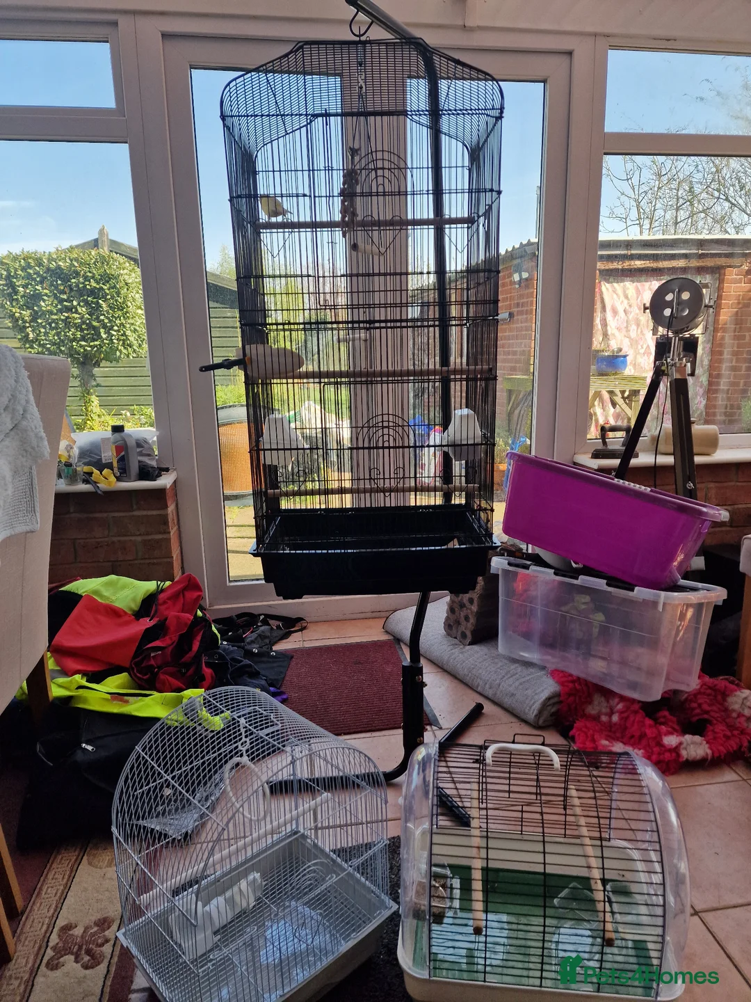 Canaries birds for sale: A Canary with 3 cages and a stand in Stourport-on-Severn - Advert 1