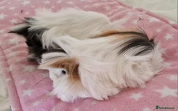 Guinea Pig rodents for sale: Pure Peruvian Sisters - Image 23