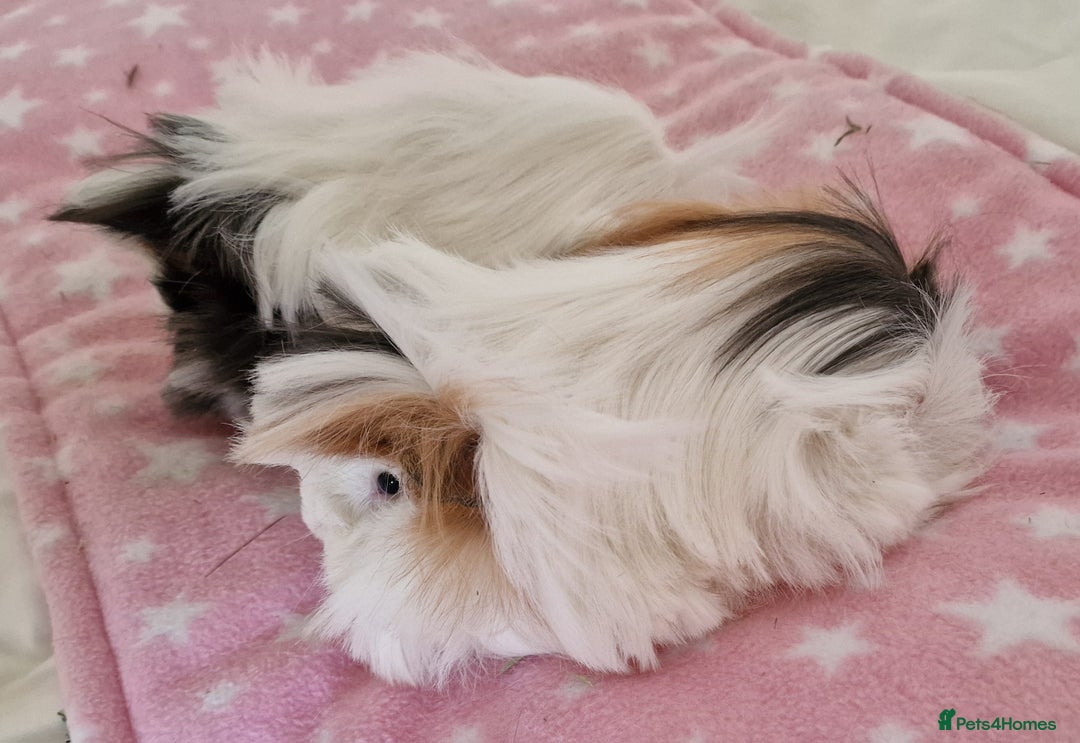 Guinea Pig rodents for sale: Pure Peruvian Sisters - Image 23