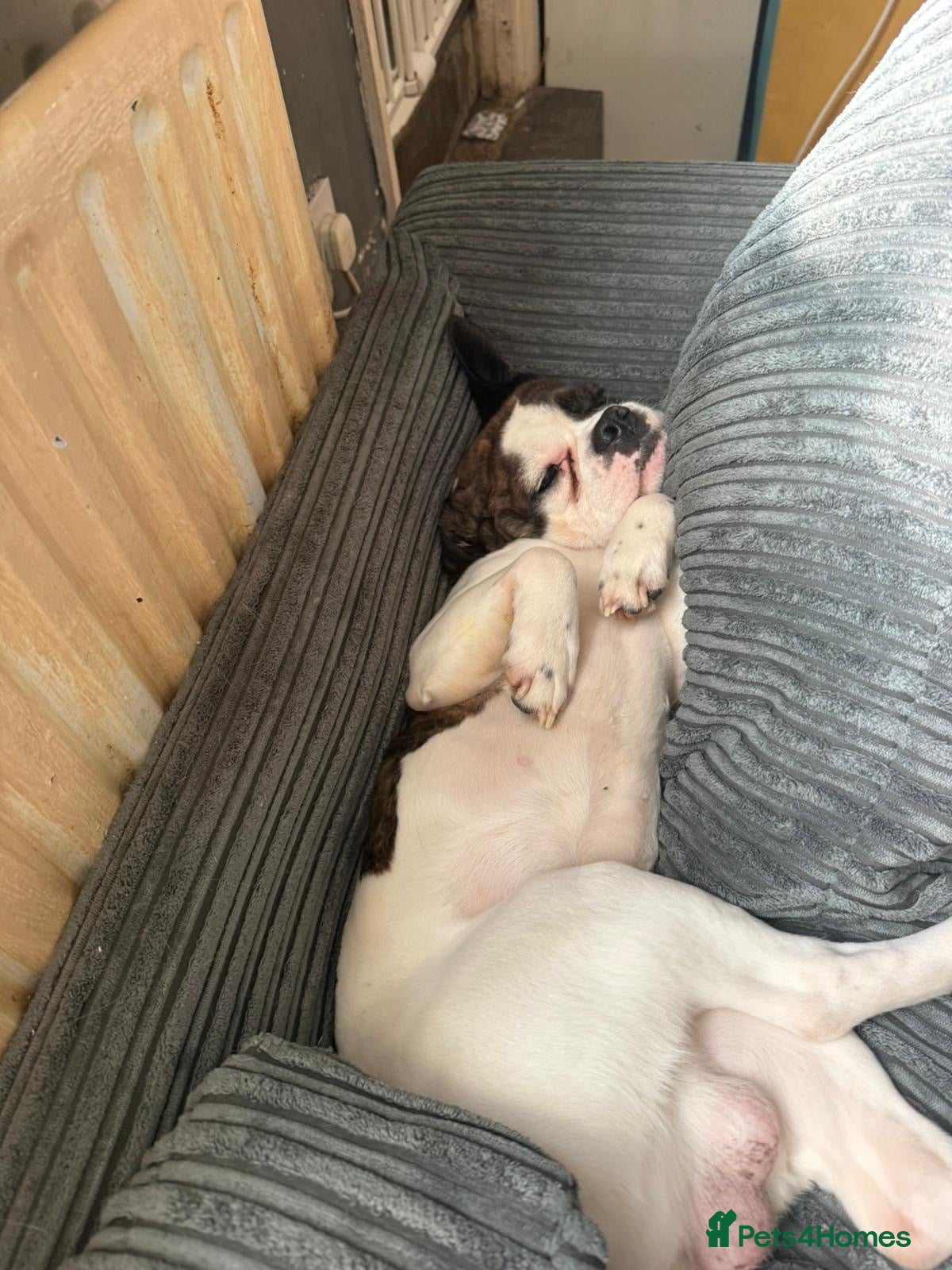 Mixed Breed dogs Bailey needs a new home  - Advert 1