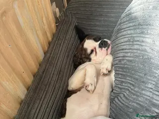 Mixed Breed dogs Bailey needs a new home - Advert 2