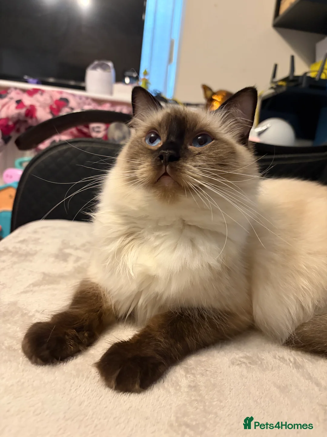 Ragdoll cats for sale: Beautiful Ragdoll-type kittens  - Advert 14