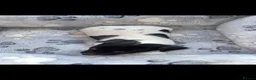 Jack Russell dogs for sale: Hayley smith - Advert 7