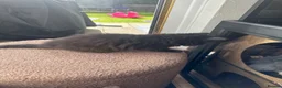 Maine Coon cats for sale: Maine coon x kittens  - Advert 4