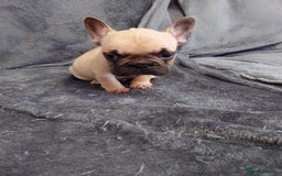 French Bulldog dogs for sale: 4 Beautiful french bulldog puppies  - Image 6
