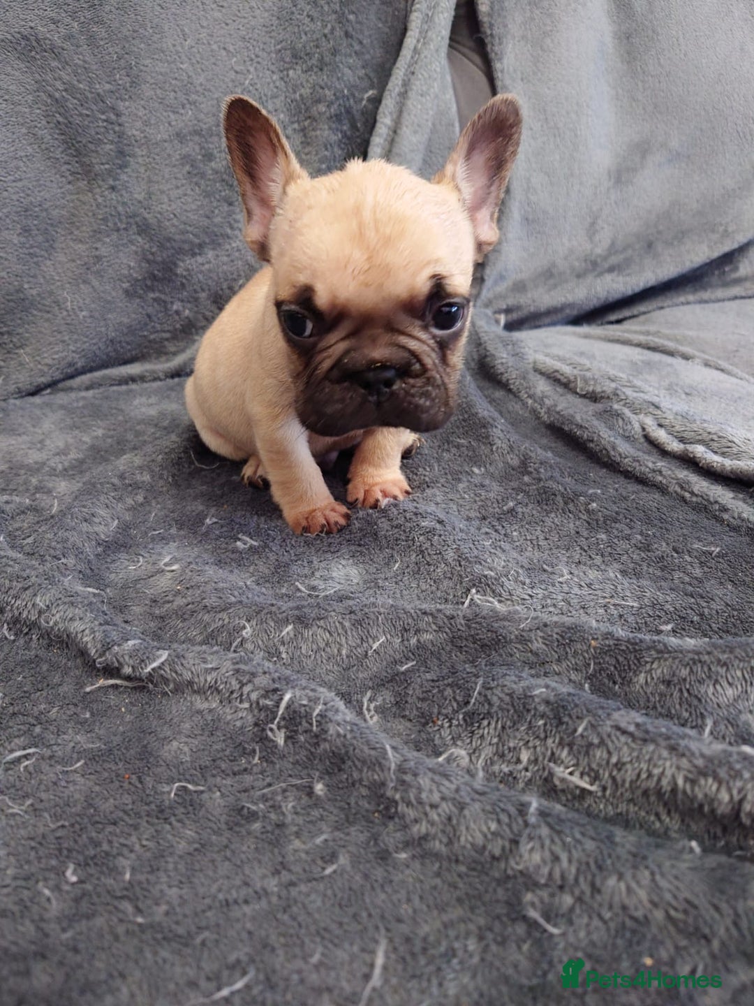 French Bulldog dogs for sale: 4 Beautiful french bulldog puppies  - Image 6