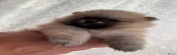 Pomeranian dogs for sale: Purebred Pomeranian puppies  in Southampton - Advert 4