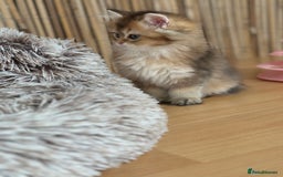 British Longhair cats for sale: Looking for a new family!!!!  - Image 10