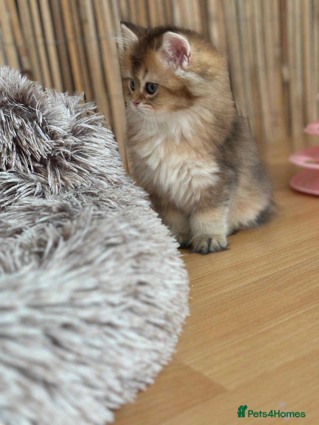 British Longhair cats for sale: Looking for a new family!!!!  - Image 10