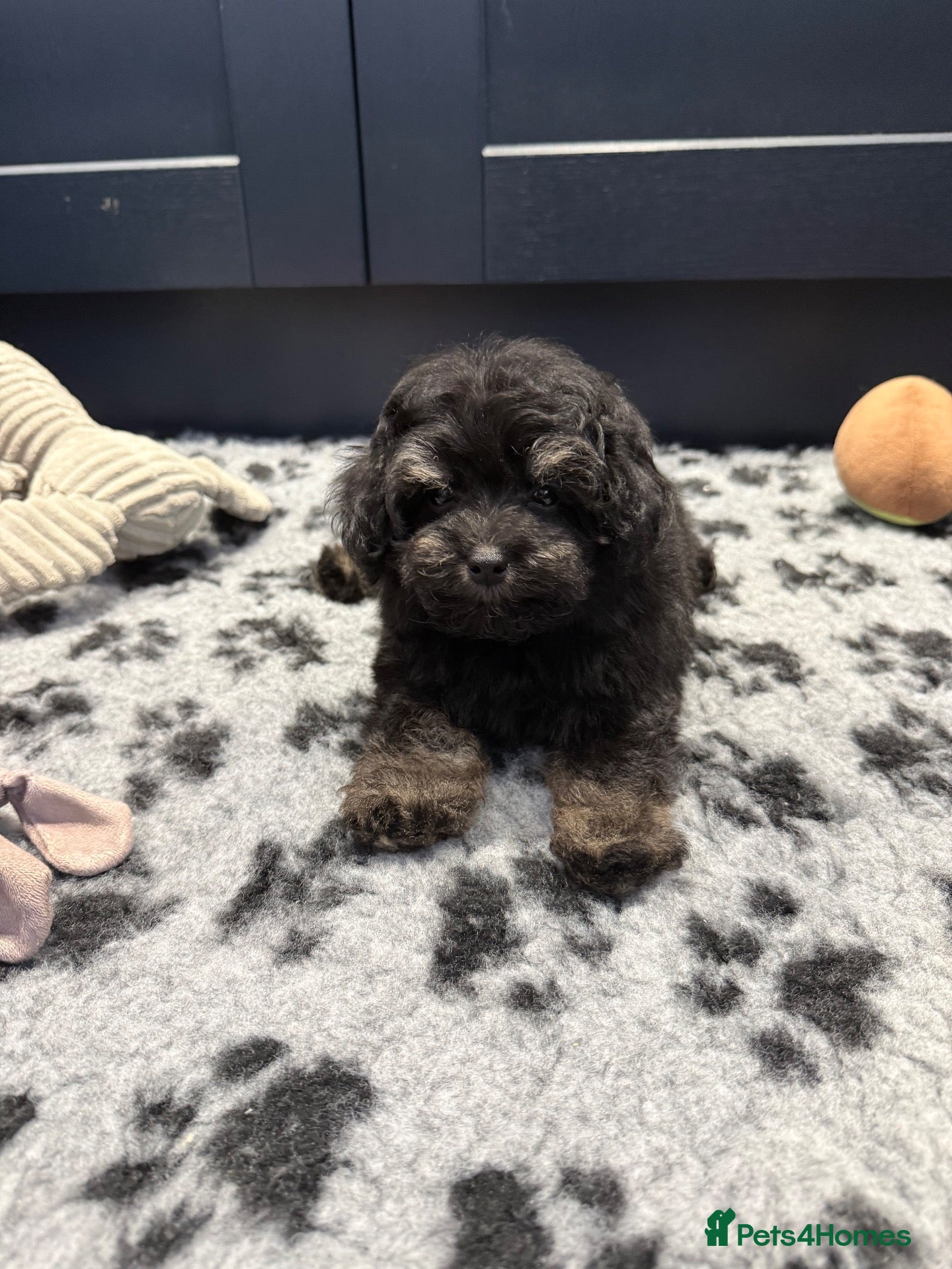 Schnoodle dogs 💫 LAST GIRL DNA CLEAR FLUFFY SCHNOODLE 💫 - Advert 2