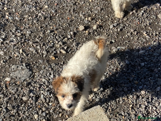 Mixed Breed dogs Jack Russell puppies ready to leave - Advert 21