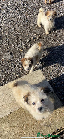 Mixed Breed dogs - Advert 2