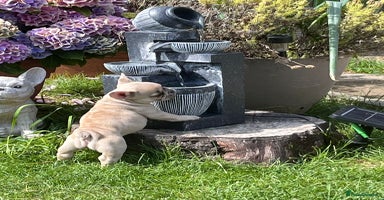 French Bulldog dogs - Advert 12