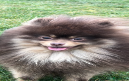 Pomeranian dogs for stud: For stud  in Billingham - Image 4