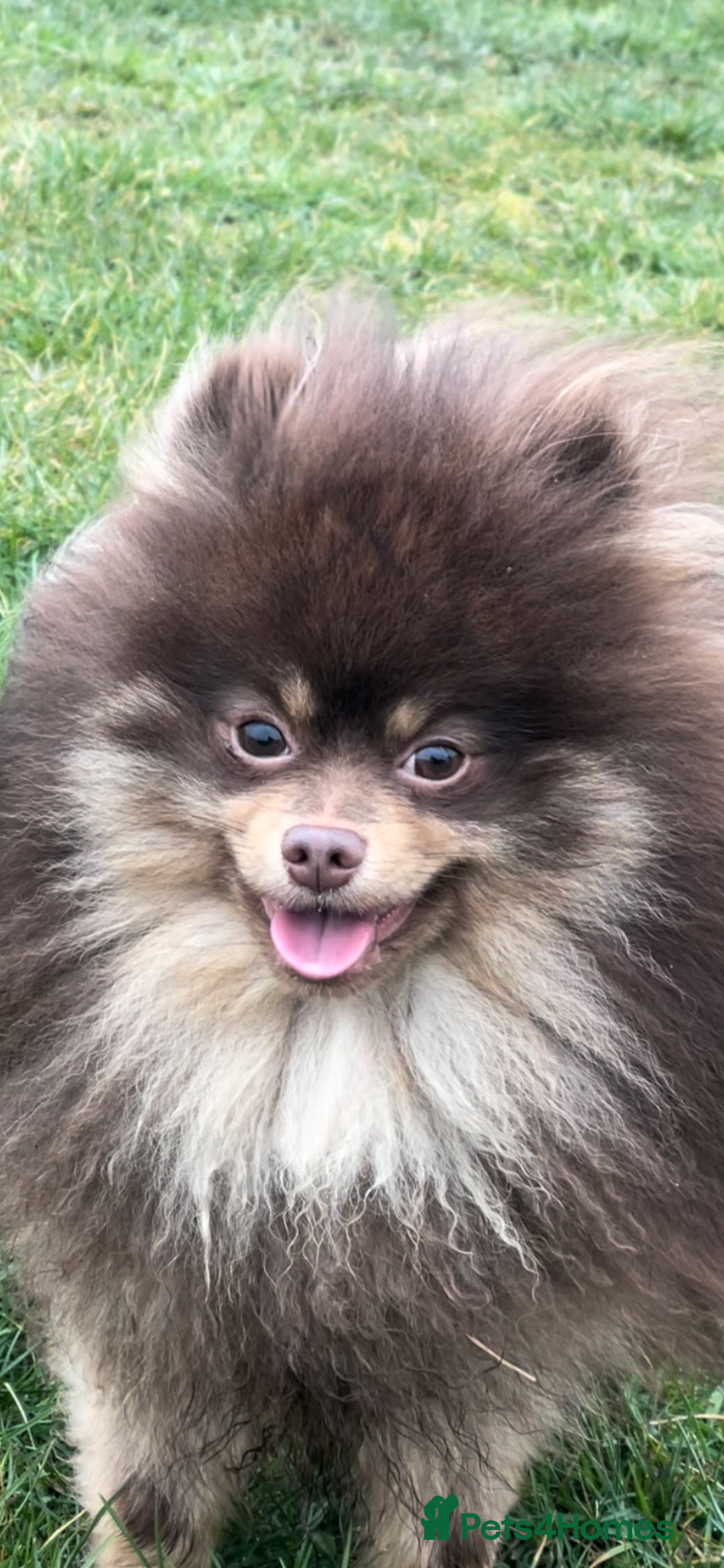 Pomeranian dogs for stud: For stud  in Billingham - Image 4