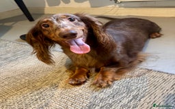 Dachshund dogs for sale: Standard Chocolate Dappled LH girl looking 4home - Image 1