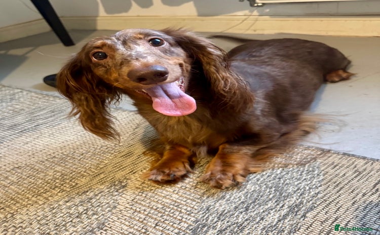 Dachshund dogs - Advert 8