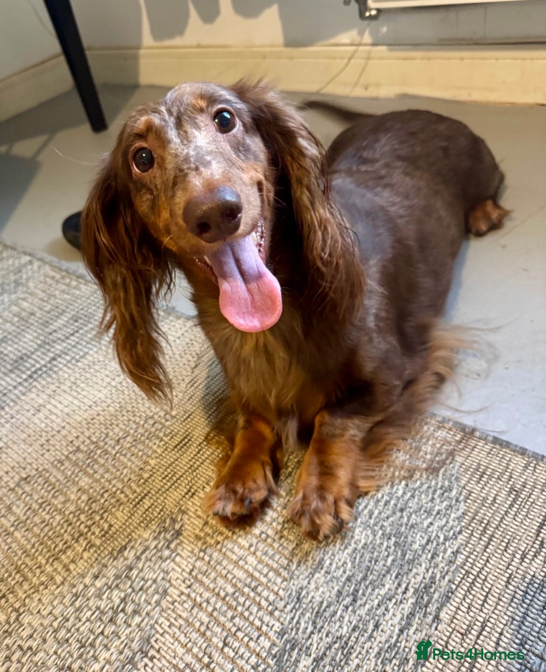 Dachshund dogs for sale: Standard Chocolate Dappled LH girl looking 4home - Image 1