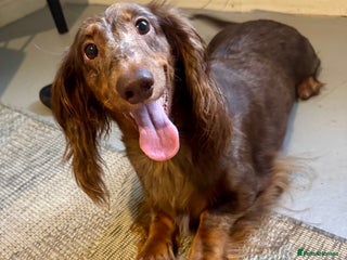 Dachshund dogs - Advert 17