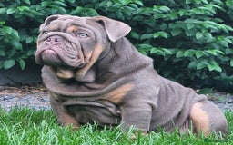 English Bulldog dogs for sale: Outstanding English bulldogs  - Image 26