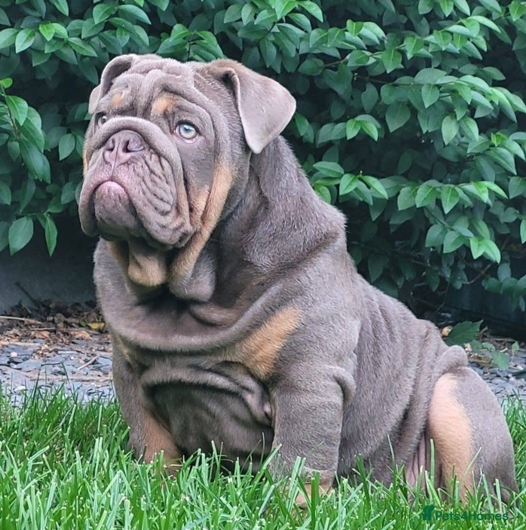 English Bulldog dogs for sale: Outstanding English bulldogs  - Image 26