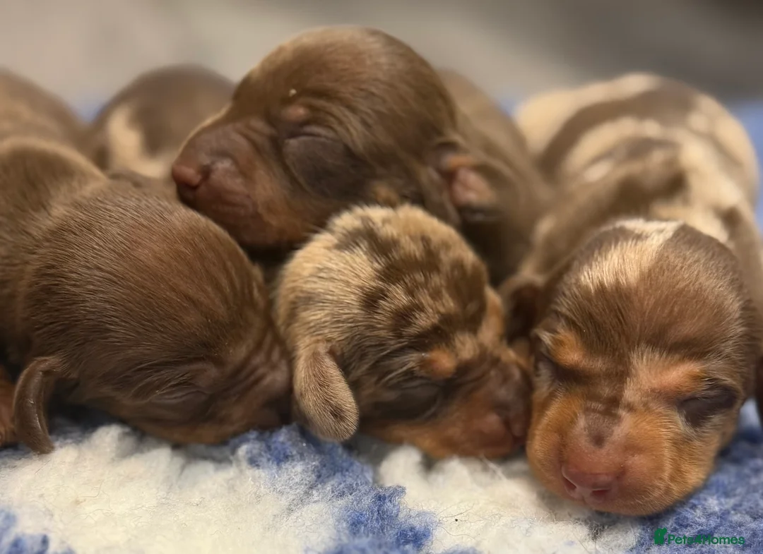 Miniature Dachshund dogs for sale: Stunning kennel club registered mini dachshunds  - Advert 6