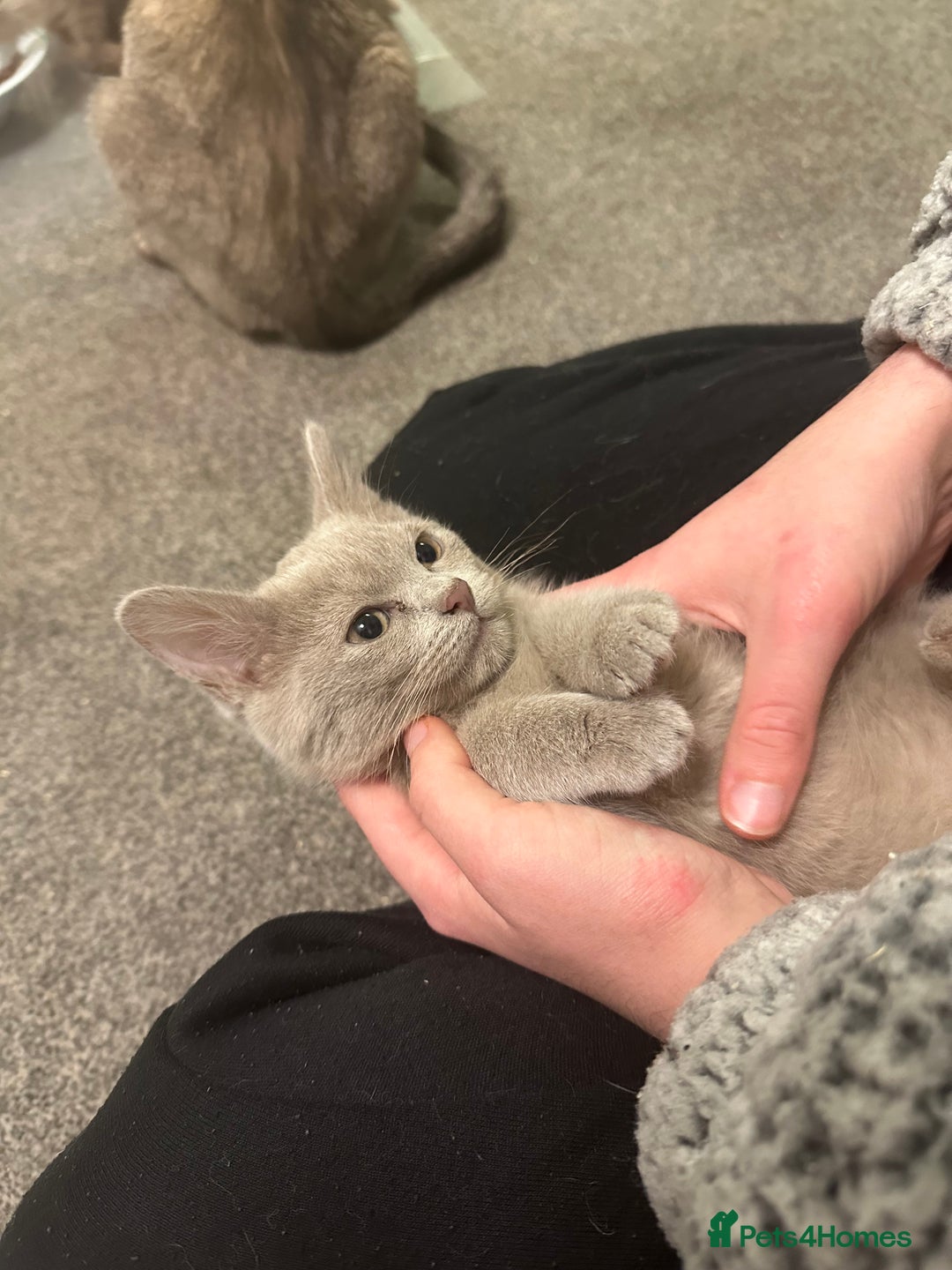 Burmese cats for sale: GCCF registered pedigree kittens  - Advert 16