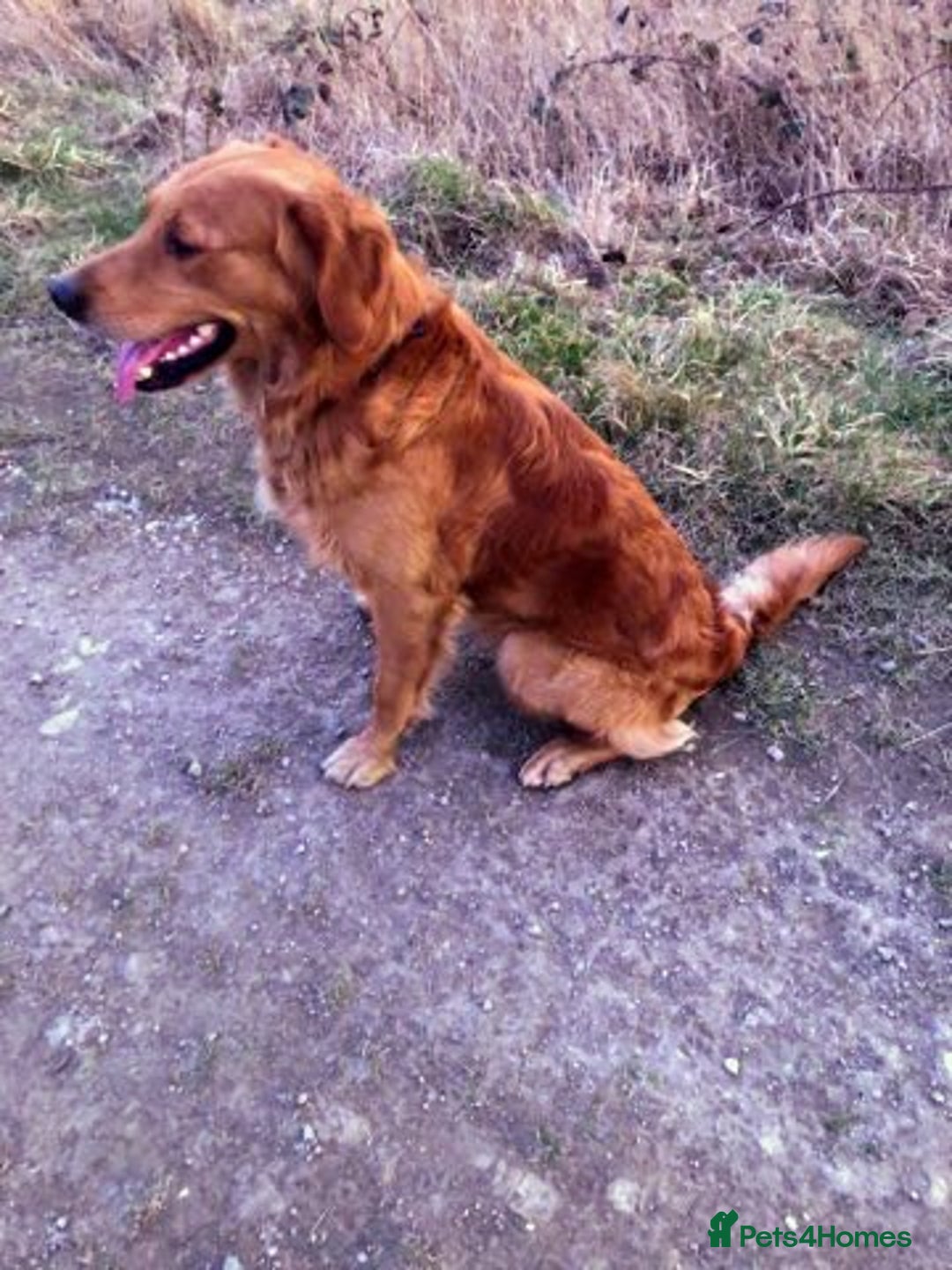 Golden Retriever dogs for sale: ⭐ DARK Golden retriever puppies 🐶 - Advert 5