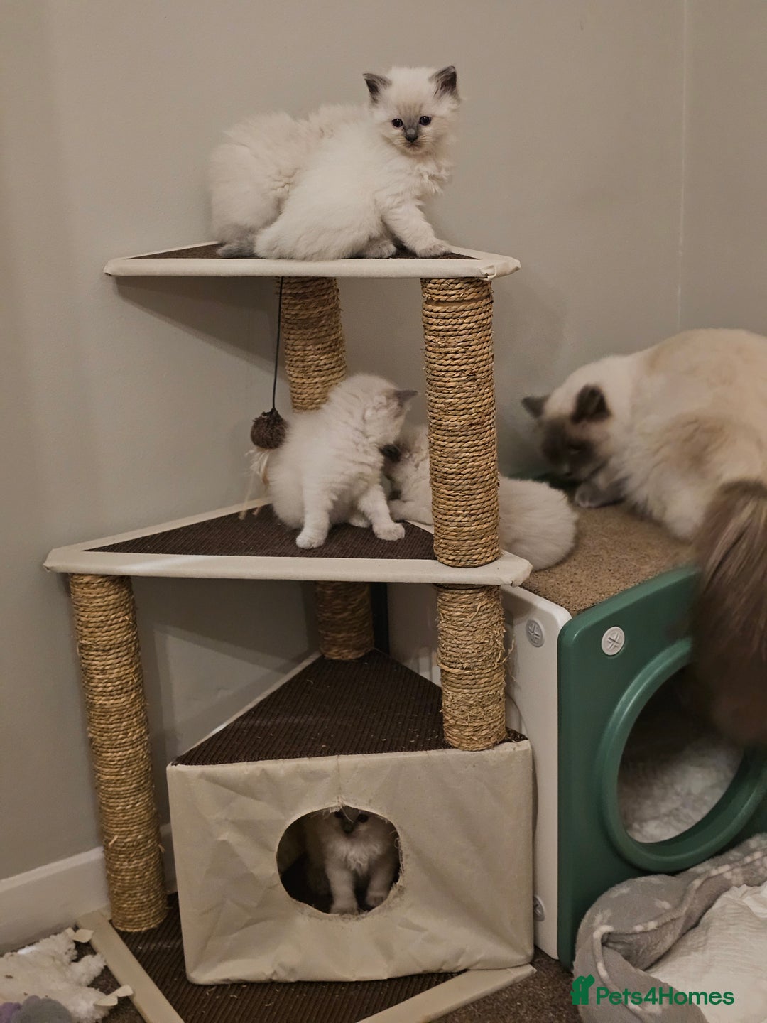 Ragdoll cats for sale: Ragdoll kittens 100% pure - Advert 8