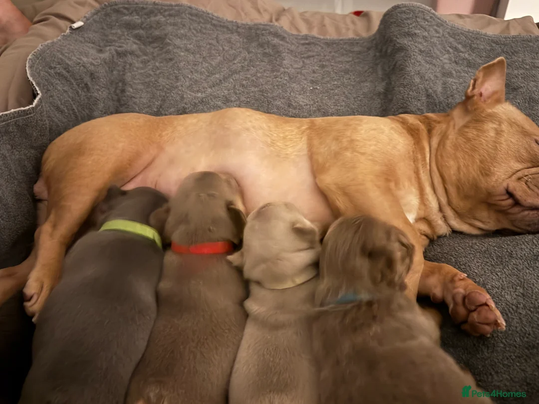 French Bulldog dogs for sale: Outstanding Frenchie pups KC registered  - Advert 24