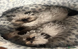 Persian cats for sale: Seal Colourpoint Persian Kittens - Image 11