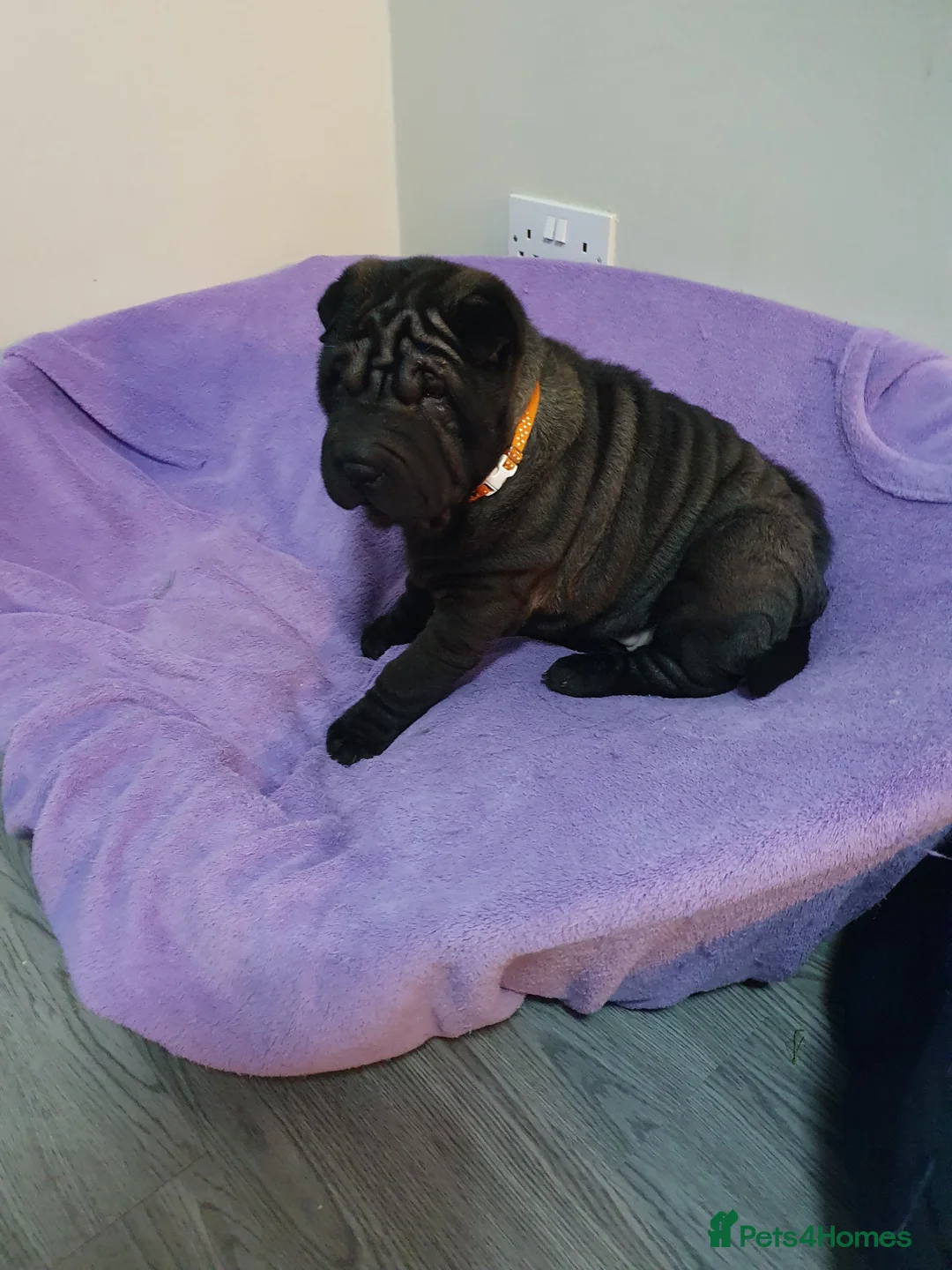 Shar Pei dogs for sale: Stunning KC Registered Shar Pei puppies - Advert 30
