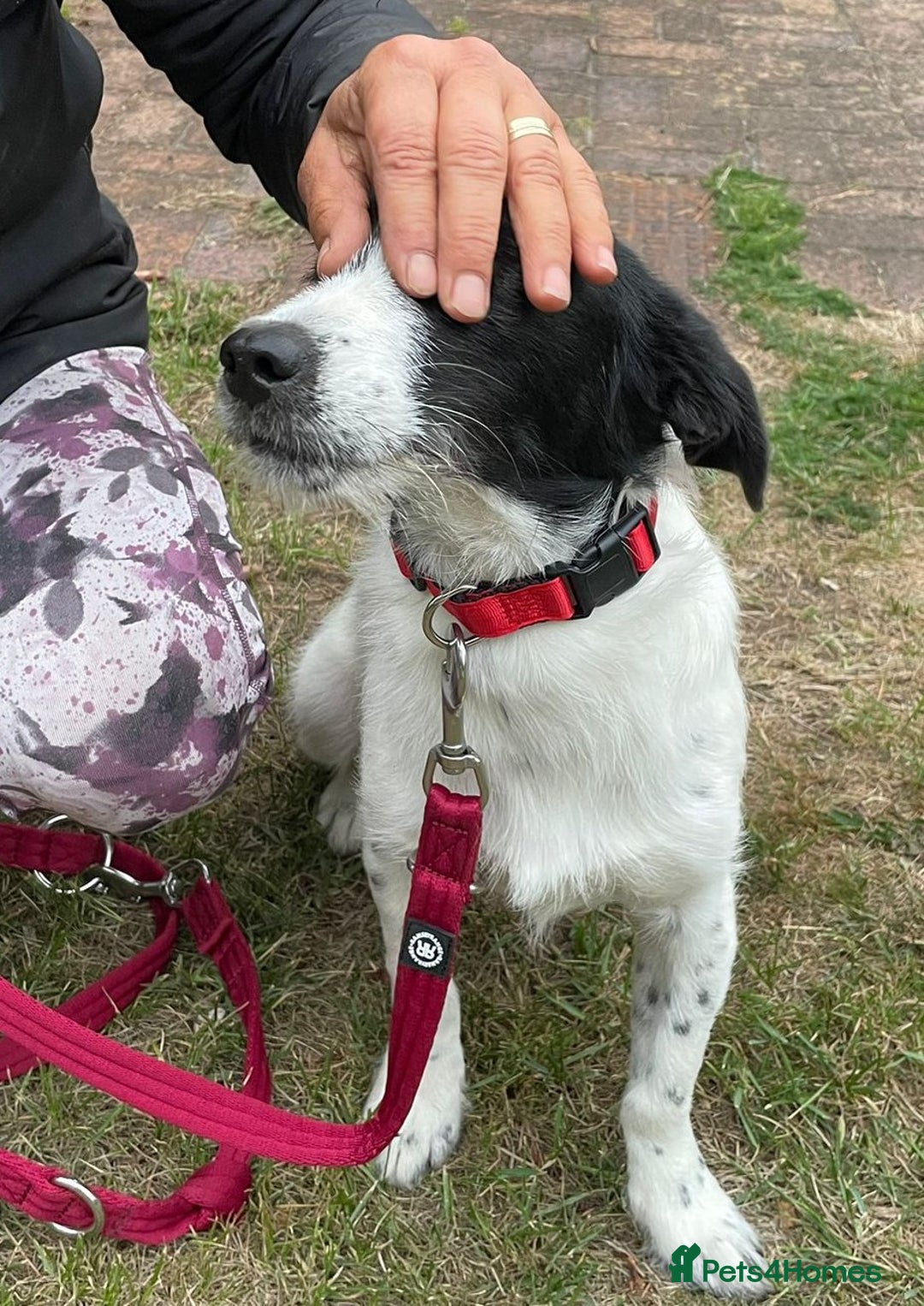 Mixed Breed dogs for adoption: Beautiful & Gentle LALY - for a Loving Home - Image 13