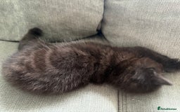 British Shorthair cats for sale: 2 beautiful kittens left  - Image 8