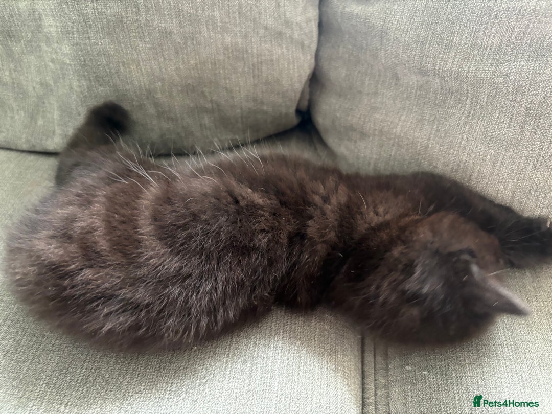 British Shorthair cats for sale: 2 beautiful kittens left  - Image 8