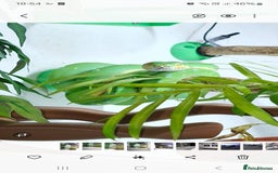 Python Snake reptiles for sale: Green tree python type Manokwari Jayapura - Image 3