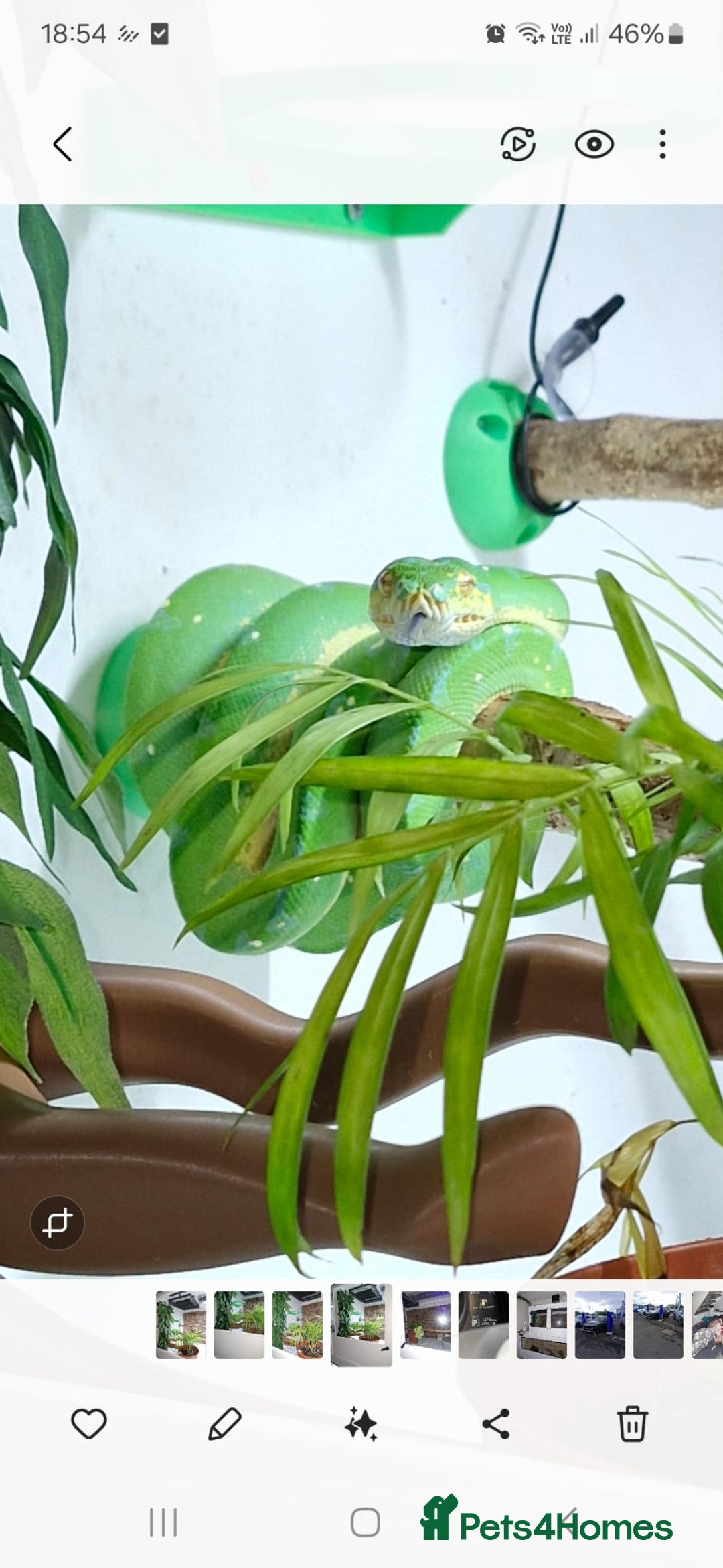Python Snake reptiles for sale: Green tree python type Manokwari Jayapura - Image 3