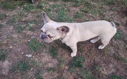 French Bulldog dogs for sale: French bulldog  - Image 4