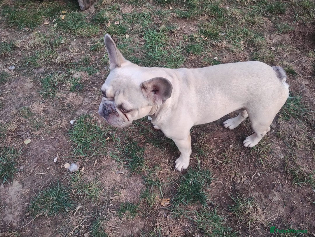 French Bulldog dogs for sale: French bulldog  - Image 4